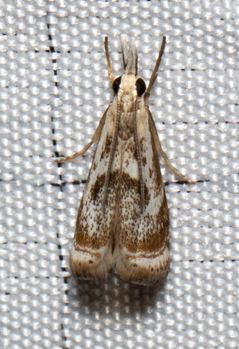 Elegant Grass-veneer