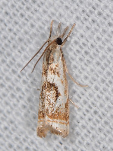 Elegant Grass-veneer