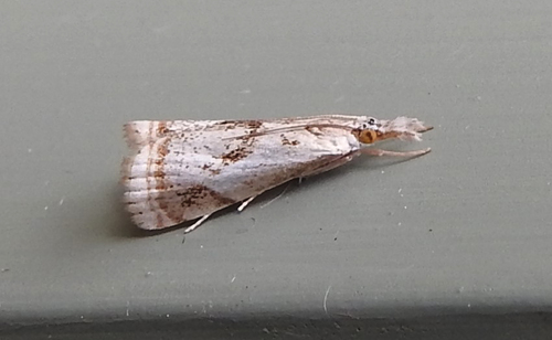 Elegant Grass-veneer