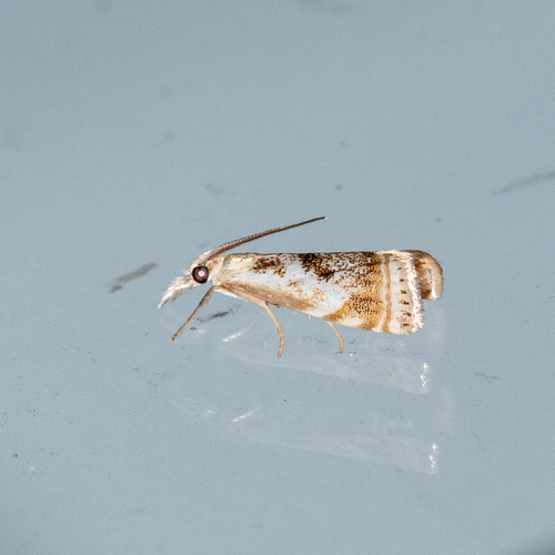 Elegant Grass-veneer