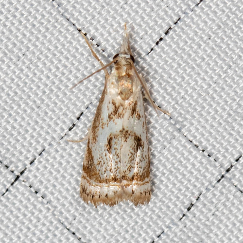 Elegant Grass-veneer