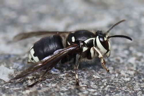 Bald-faced Hornet