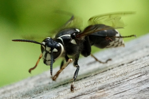 Bald-faced Hornet