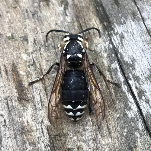 Bald-faced Hornet
