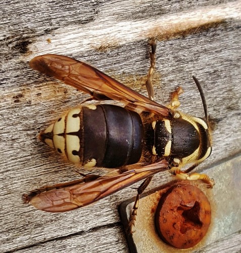 Bald-faced Hornet