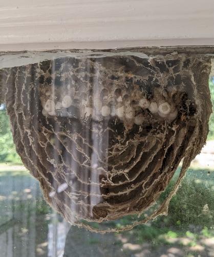 Bald-faced Hornet