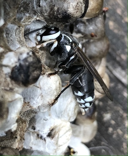 Bald-faced Hornet