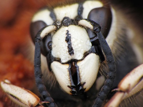 Bald-faced Hornet