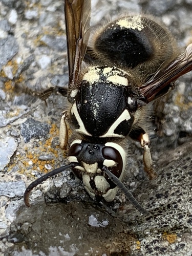 Bald-faced Hornet