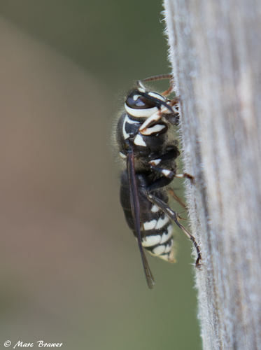 Bald-faced Hornet