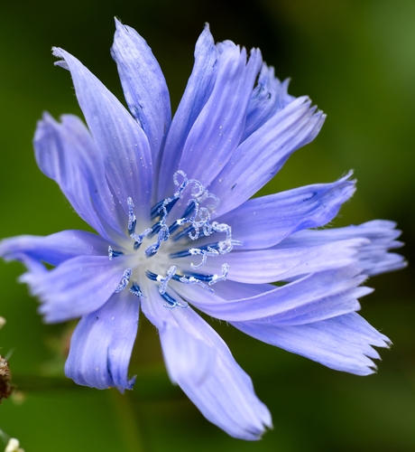chicory