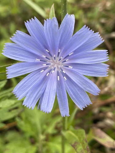 chicory