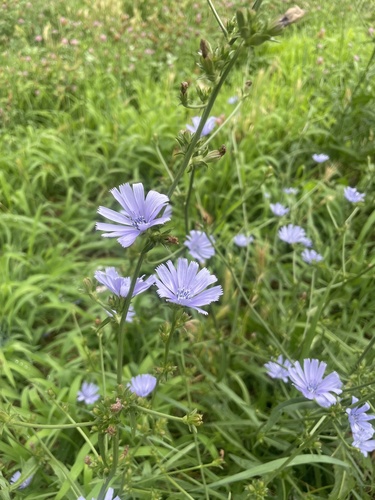 chicory