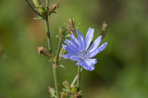 chicory