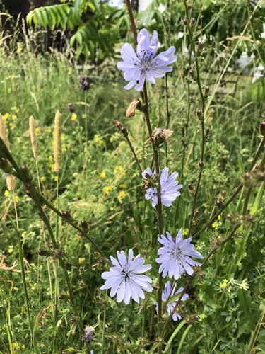 chicory