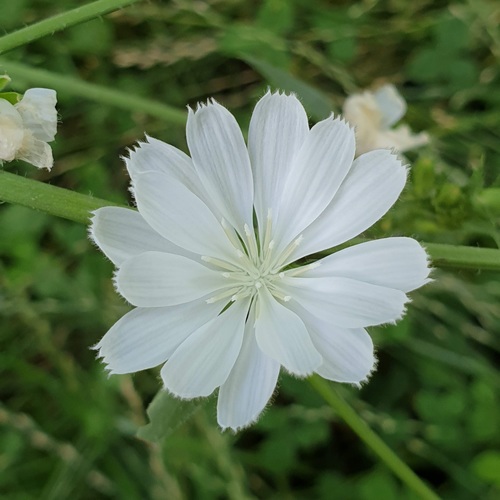 chicory