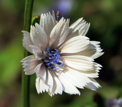 chicory