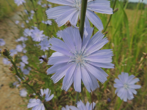 chicory