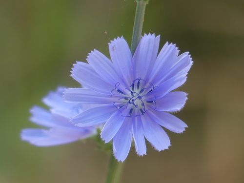 chicory