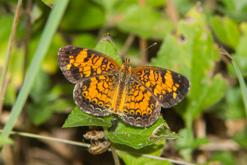 Pearl Crescent