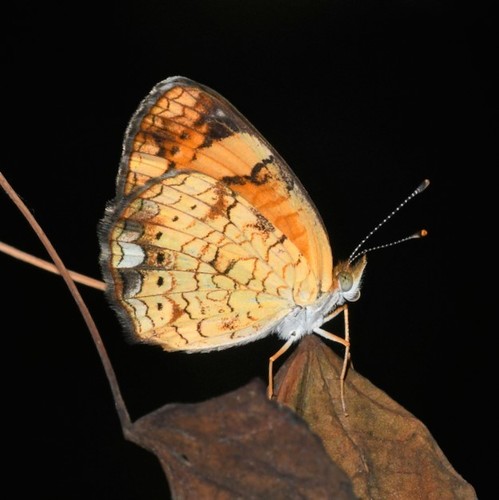 Pearl Crescent