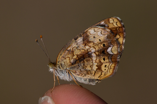 Pearl Crescent