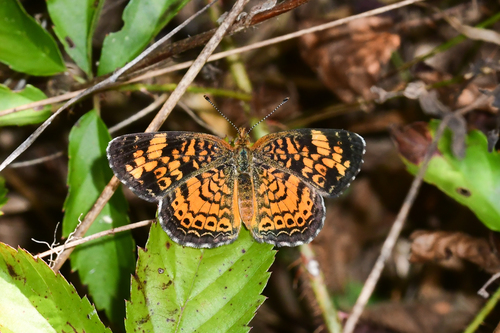 Pearl Crescent