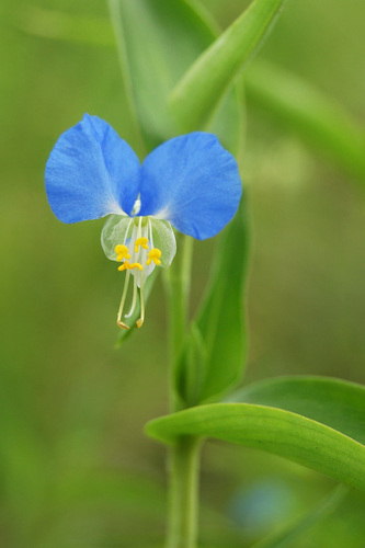 Asiatic dayflower