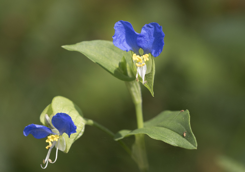Asiatic dayflower