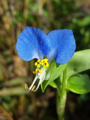 Asiatic dayflower