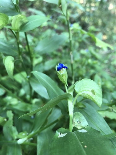 Asiatic dayflower