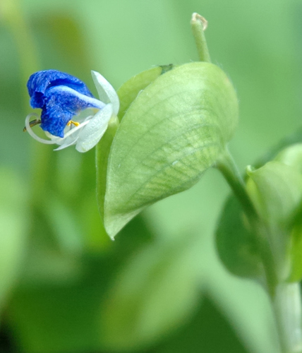 Asiatic dayflower