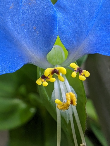 Asiatic dayflower
