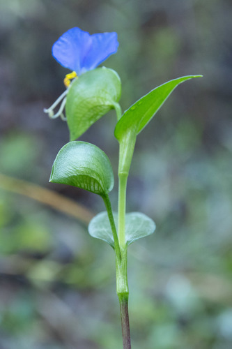 Asiatic dayflower