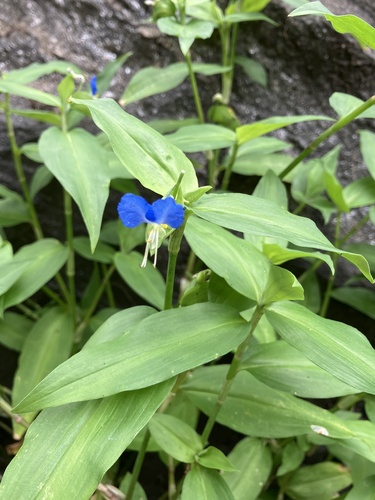 Asiatic dayflower