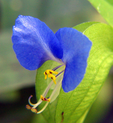 Asiatic dayflower