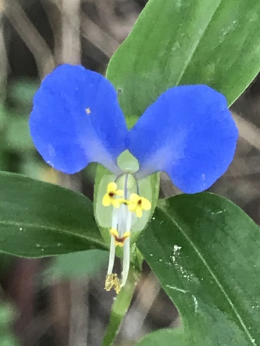 Asiatic dayflower