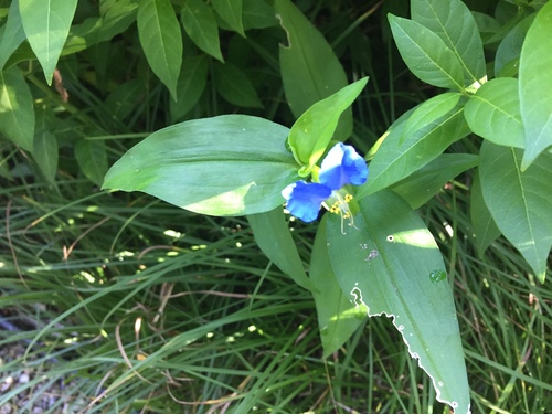 Asiatic dayflower