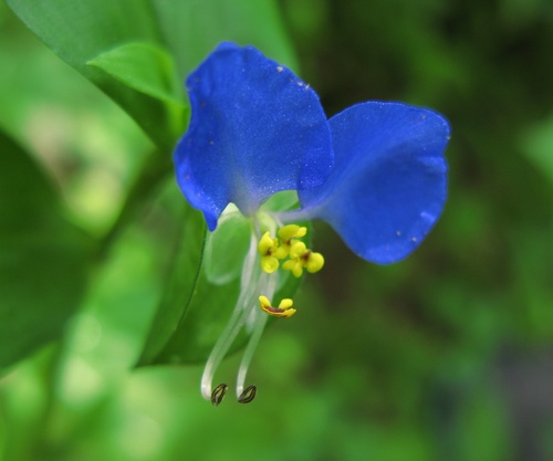 Asiatic dayflower