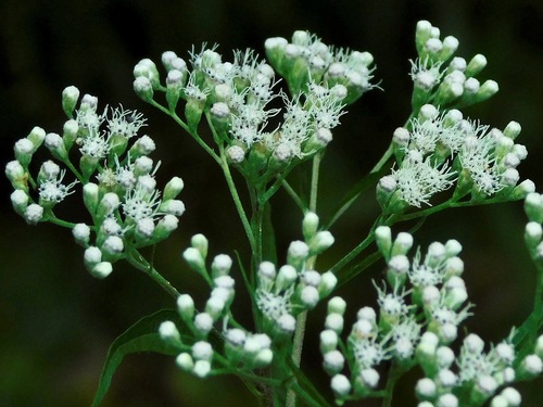 late boneset