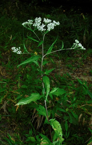 late boneset
