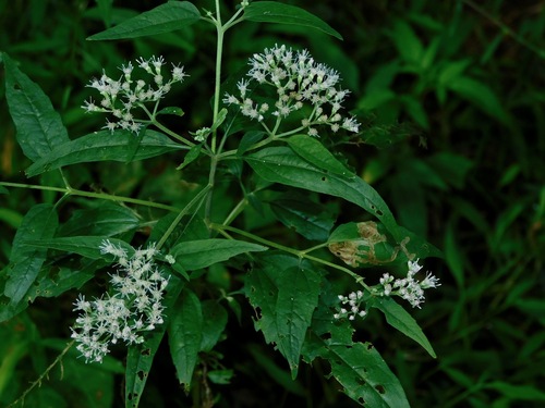 late boneset