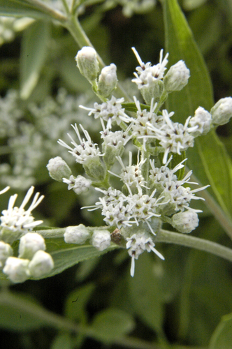 late boneset