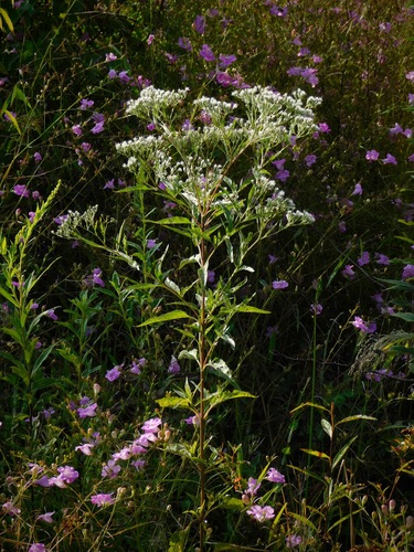late boneset