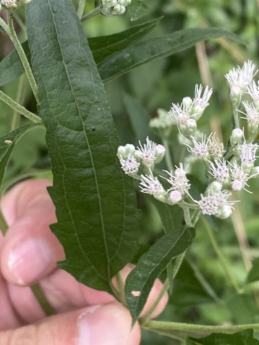 late boneset