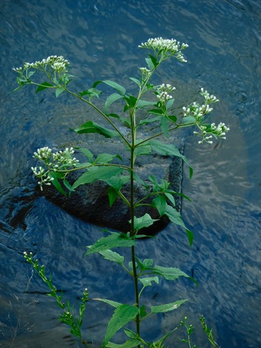 late boneset