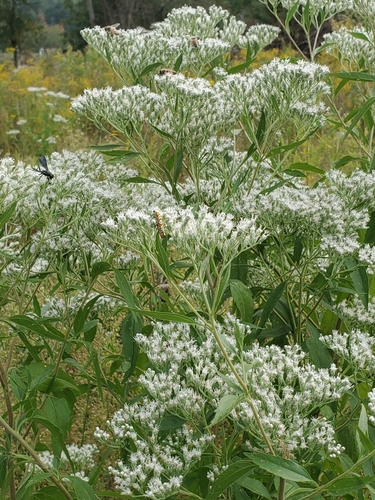 late boneset