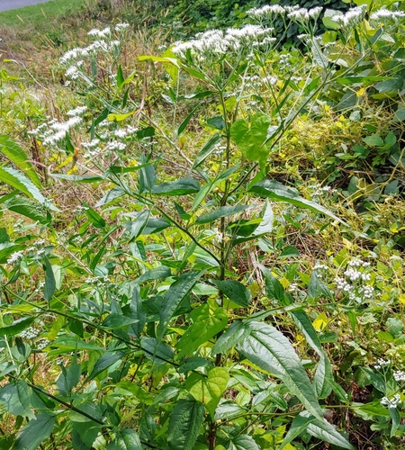 late boneset