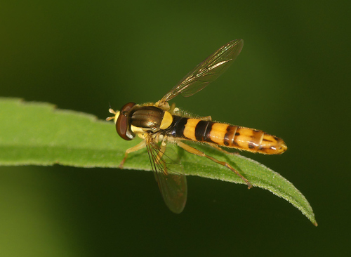 Common Globetail