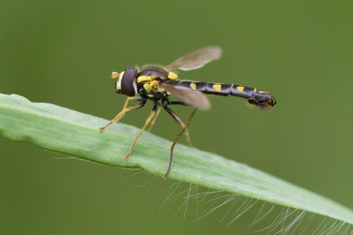 Common Globetail